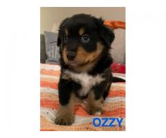 3 Australian Shepherd Puppies