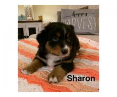 3 Australian Shepherd Puppies