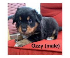3 Australian Shepherd Puppies