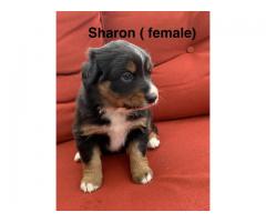 3 Australian Shepherd Puppies