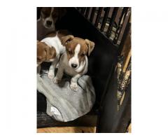 Jack Russel pups
