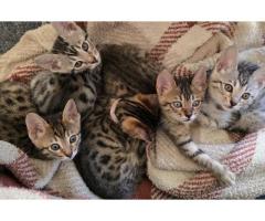 Savannah bengal kittens