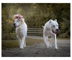 Dogo Argentino Puppies! Champion Lineage! Erie! Erie