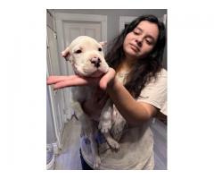 Dogo Argentino Puppies! Champion Lineage! Erie! Erie