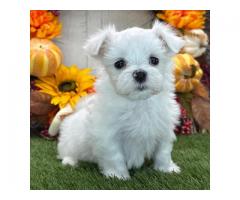 Cute and lovely Maltese puppies for Adoption