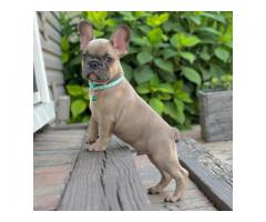 Male and Female Trained French Bulldog Puppies