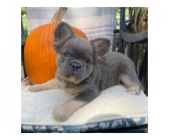 Male and Female Trained French Bulldog Puppies
