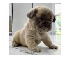 Male and Female Trained French Bulldog Puppies