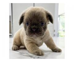 Male and Female Trained French Bulldog Puppies