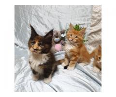 Maine coon kittens for Adoption