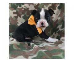 Boston Terrier Puppies – Perfect Family Pets**