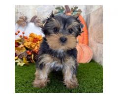 Cute and lovely Yorkie Puppies  for adoption