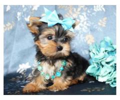 Loving Tea Cup Yorkie Puppies