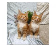 Maine coon kittens for Adoption