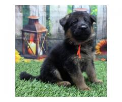 German Shepherd Puppies (Kiangino4@gmail.com)