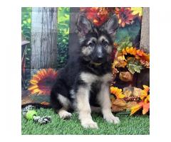 German Shepherd Puppies for Sale -Contact Us  (Kiangino4@gmail.com)