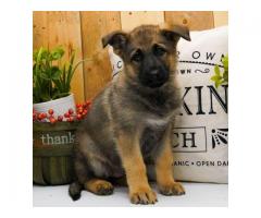 German Shepherd Puppies for Sale -Contact Us  (Kiangino4@gmail.com);;;;;;;;;;;