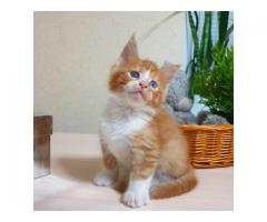 Fluffy Maine Coon kittens kittens for adoption