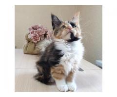 Fluffy Maine Coon kittens kittens for adoption