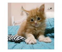 Socialized Maine Coon kitten for adoption
