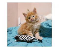 Socialized Maine Coon kitten for adoption