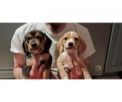 AKC Beagle Pups