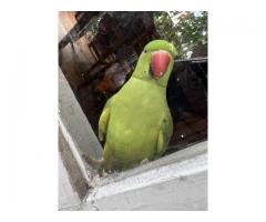 Indian Ringneck Parrot