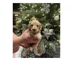 Mini Goldendoodle/Labradoodle puppies