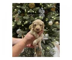 Mini Goldendoodle/Labradoodle puppies