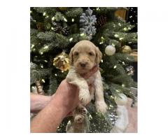 Mini Goldendoodle/Labradoodle puppies