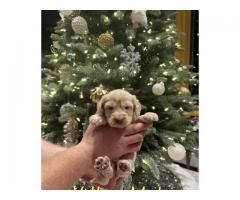 Mini Goldendoodle/Labradoodle puppies