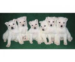 AKC White German Shepherd Puppies