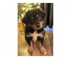 Male Australian Shepherd