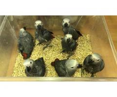African Grey Parrots available