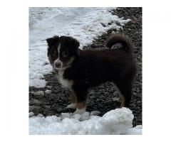 Mini Aussie Puppies
