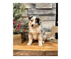 Australian Shepherd Puppies (Fullblooded)