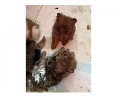 Pomeranian puppies  Ready January 3,2026