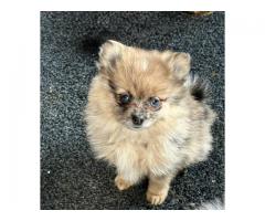 Pomeranian puppies  Ready January 3,2026