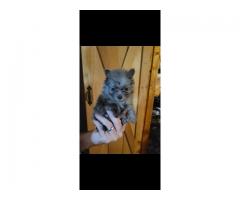 Pomeranian female puppy