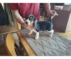Champion blood line Beagle Puppies