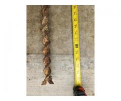 Antique Hand Auger Bore Drill, 6 ft  6 in Long.