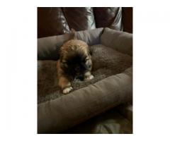 Pekingese puppys
