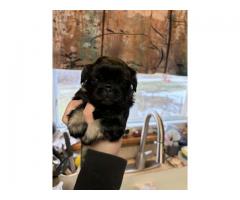Pekingese puppys