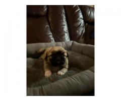 Pekingese puppys