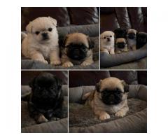 Pekingese puppys