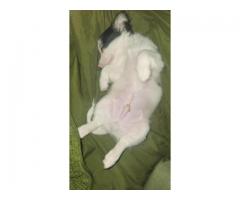 Pomchi