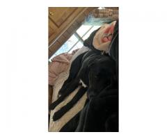 3 Year Old Rottie Mixed