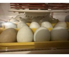 Fertilized chicken eggs $20 a dozen