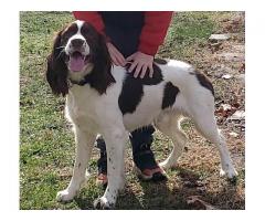 Springer Spaniel Stud