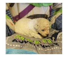 Bichapoo puppies